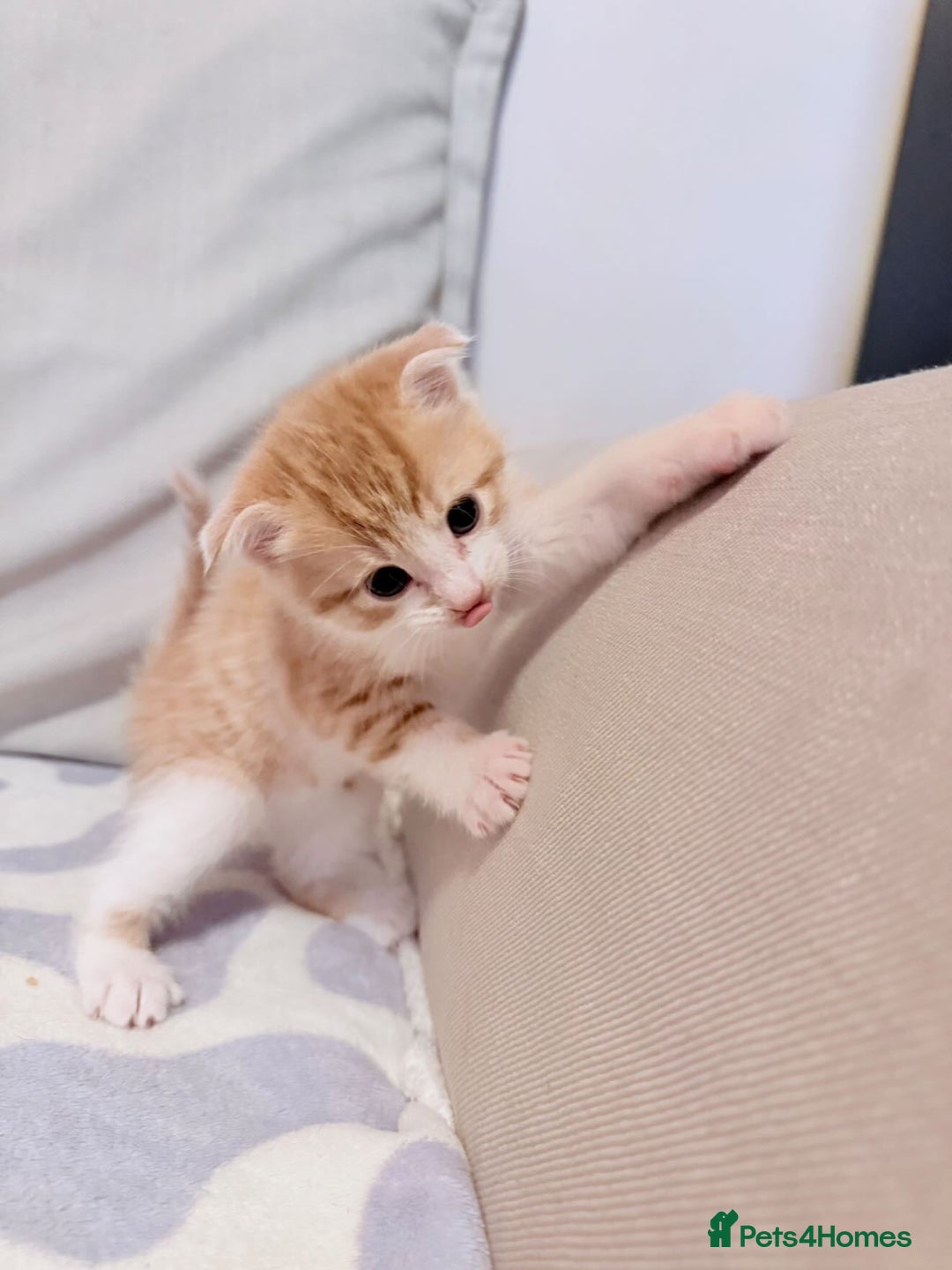 Scottish Fold cats for sale: Adorable Kittens Looking for Forever Homes! 🐾 - Image 8