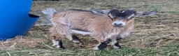 Goats livestock for sale: Pedigree Billy Goat - Advert 11