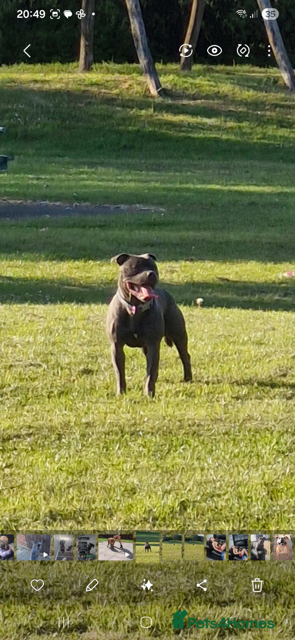 Staffordshire Bull Terrier dogs Staffy for stud - Advert 1