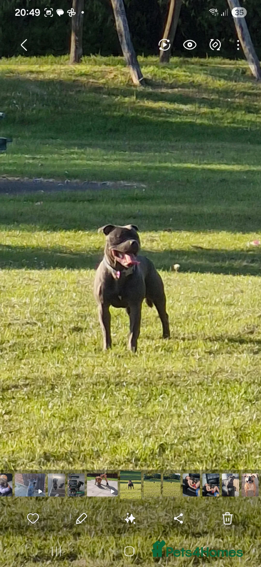 Staffordshire Bull Terrier dogs for stud: Staffy for stud in Wednesbury - Advert 1