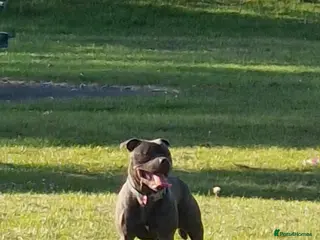 Staffordshire Bull Terrier dogs Staffy for stud - Advert 1