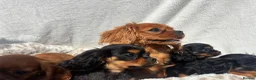 Cavalier King Charles Spaniel dogs for sale: Cavalier King Charles  - Advert 18