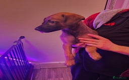 Belgian Shepherd Dog dogs for sale: Belgian malinois puppies  - Image 11