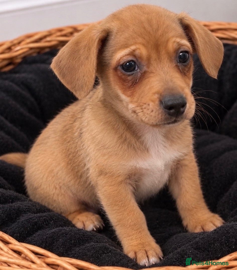 Jack Russell dogs for sale: Last Boy Puppy Remaining!  - Advert 11