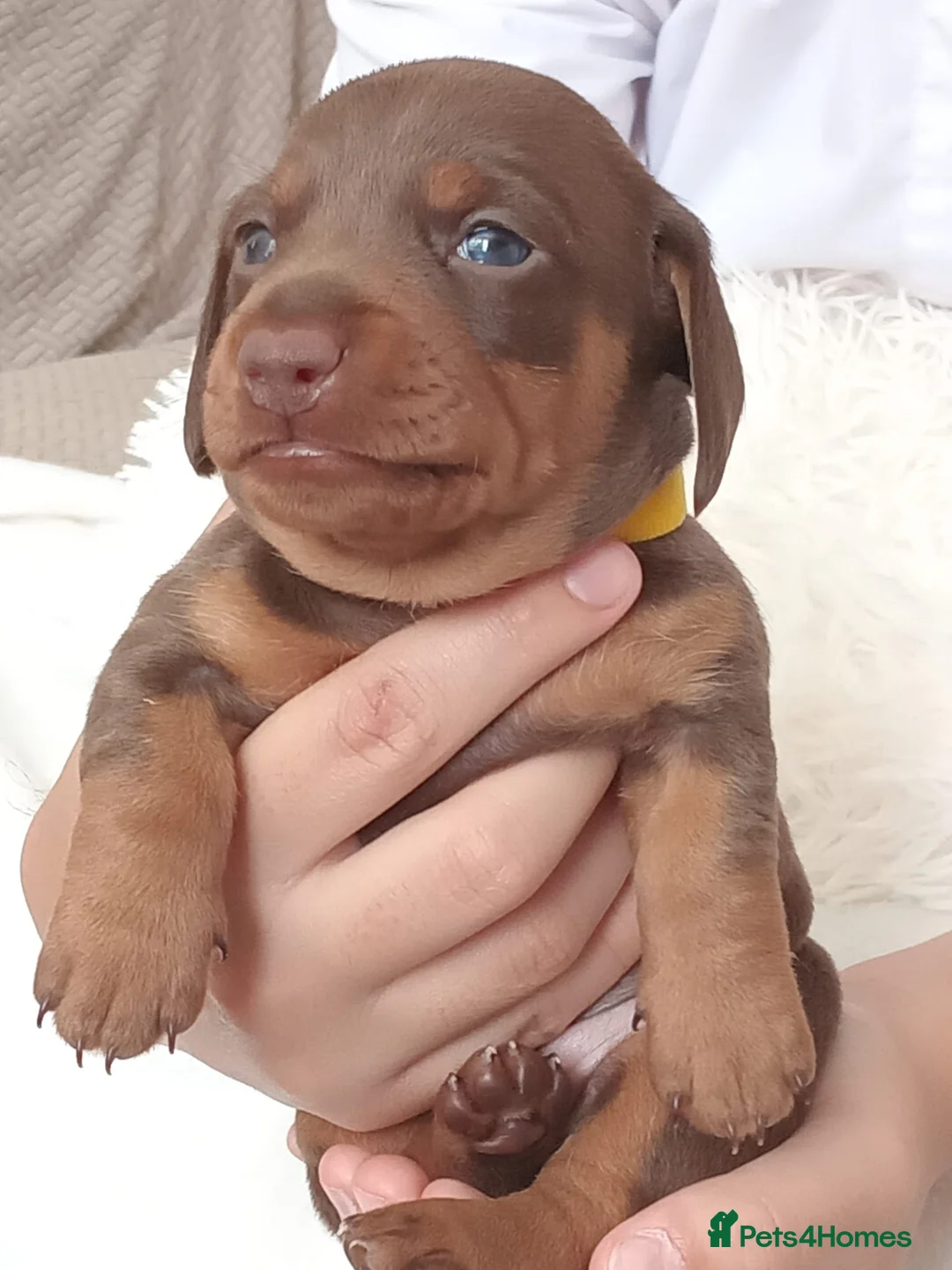 Dachshund dogs for sale: Stunning chunky Dachsund Puppies  in Braintree - Advert 24