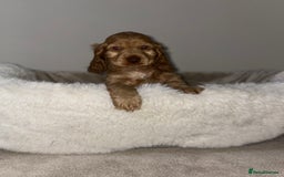 Cocker Spaniel dogs for sale: Show cocker spaniel puppies /ready to leave  - Image 12
