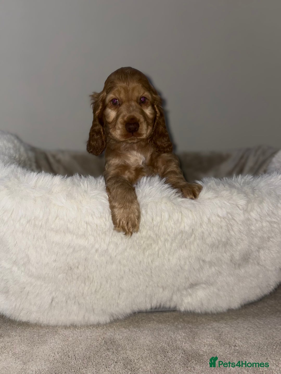 Cocker Spaniel dogs for sale: Show cocker spaniel puppies /ready to leave  - Image 12