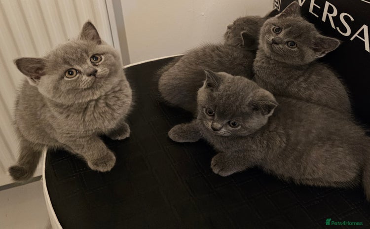 British Shorthair cats - Advert 4