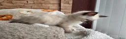 Ragdoll cats for sale: Pure Ragdoll Kittens  - Advert 16