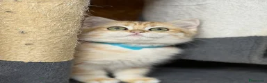British Shorthair 2