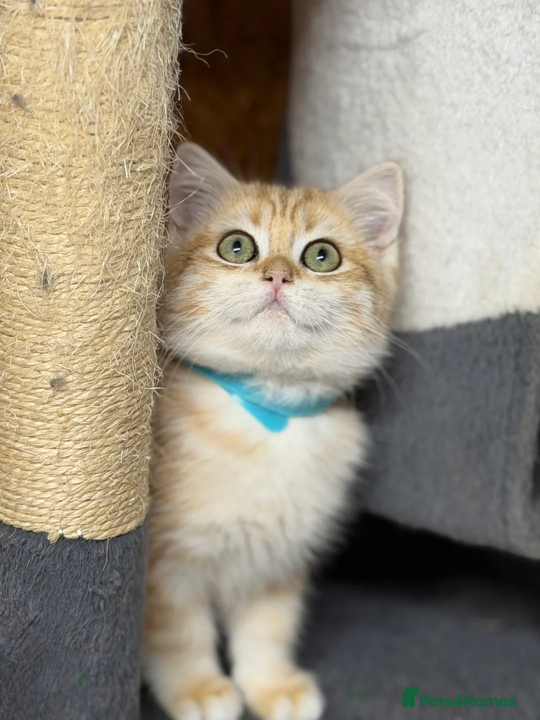 British Shorthair cats for sale: British shorthair/longhair golden kittens TICa - Advert 9
