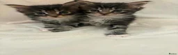Maine Coon cats for sale: TICA Maine Coon Kittens | Russian & European Lines - Advert 14