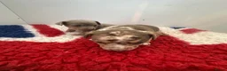 Jack Russell dogs for sale: Jack Russell Puppy - Advert 11