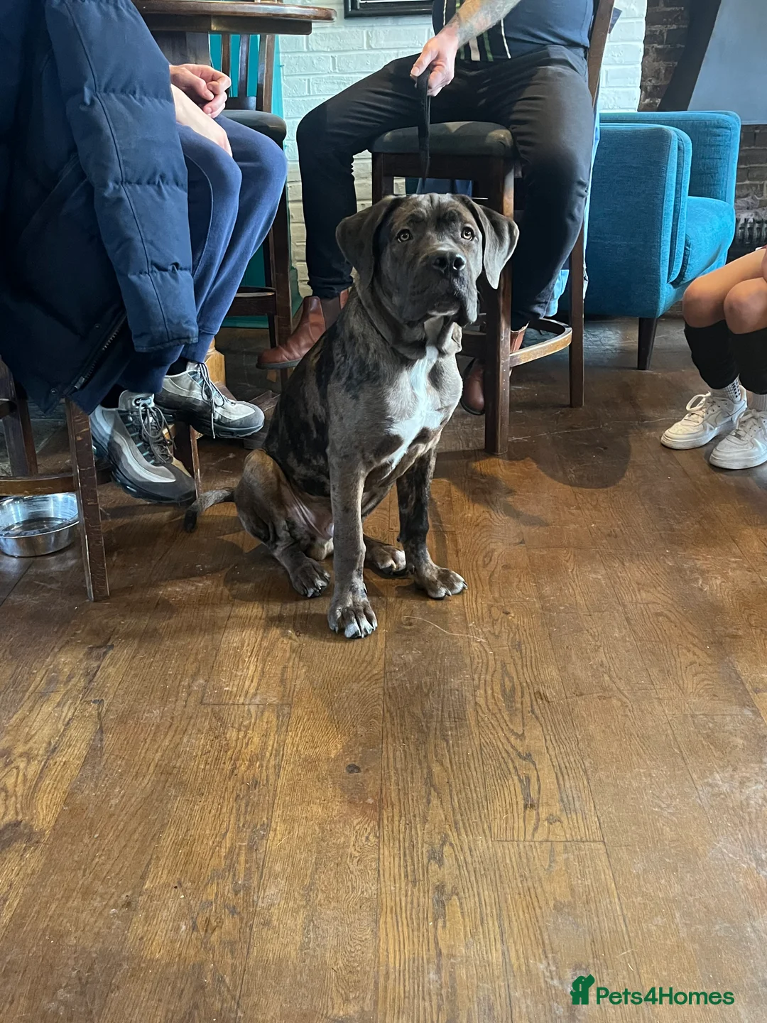 Mixed Breed dogs for sale: Cane Corso Merle male  - Advert 10