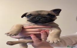 French Bulldog dogs for sale: French bulldog puppy’s  - Image 12