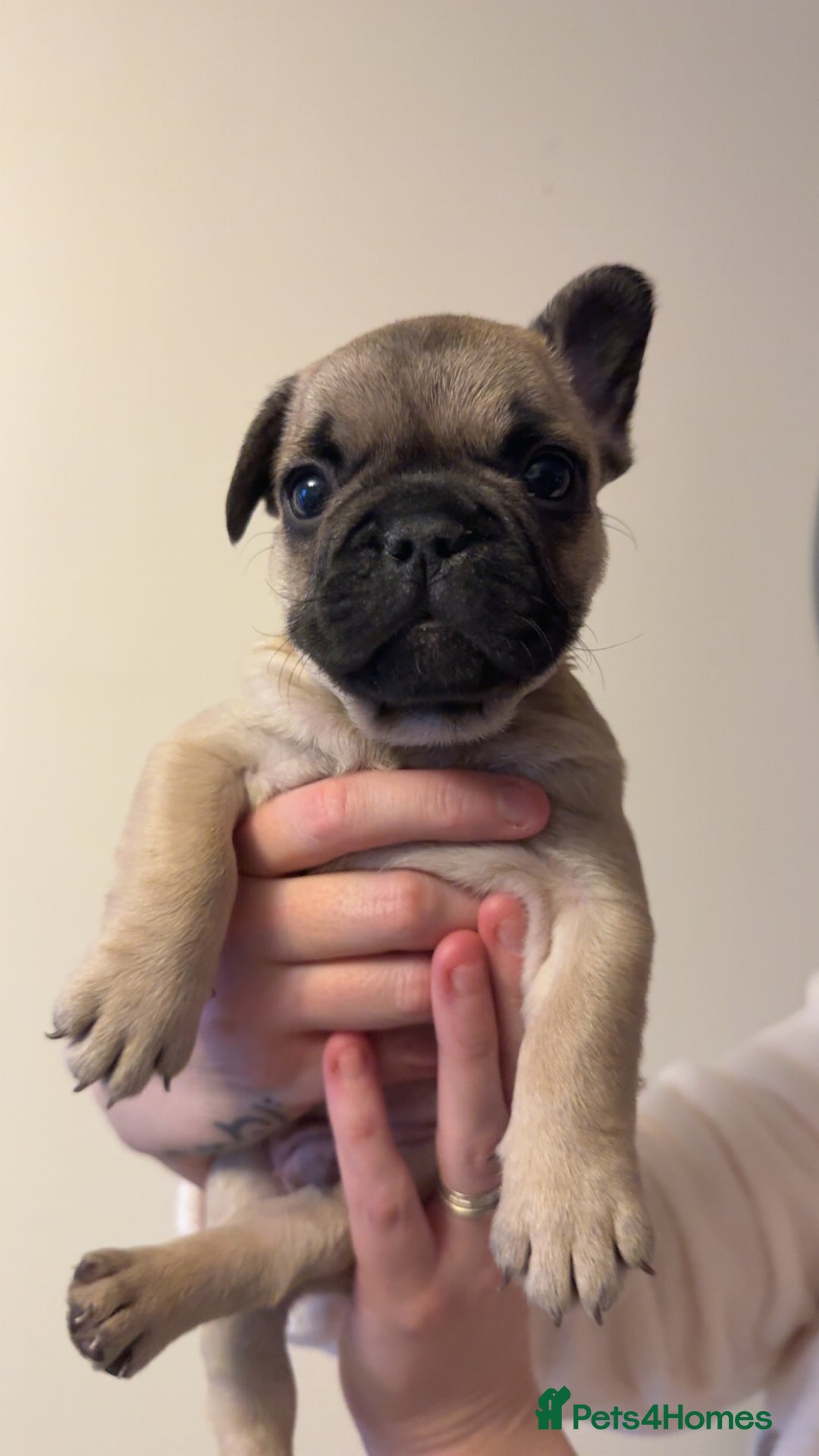 French Bulldog dogs for sale: French bulldog puppy’s  - Image 12