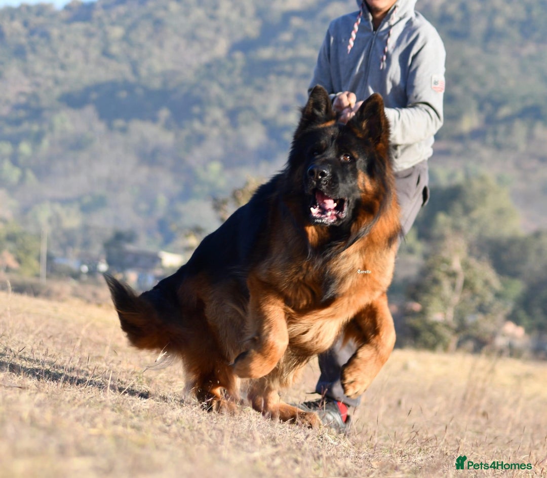 German Shepherd dogs for sale: 💥Champion🩸line KC Reg GermanShepherd puppy’s GSD - Advert 11