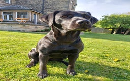 Labrador Retriever dogs for sale: KC registered black lab puppies - Image 2