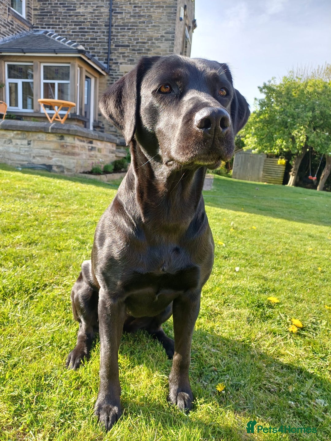 Labrador Retriever dogs for sale: KC registered black lab puppies - Image 2