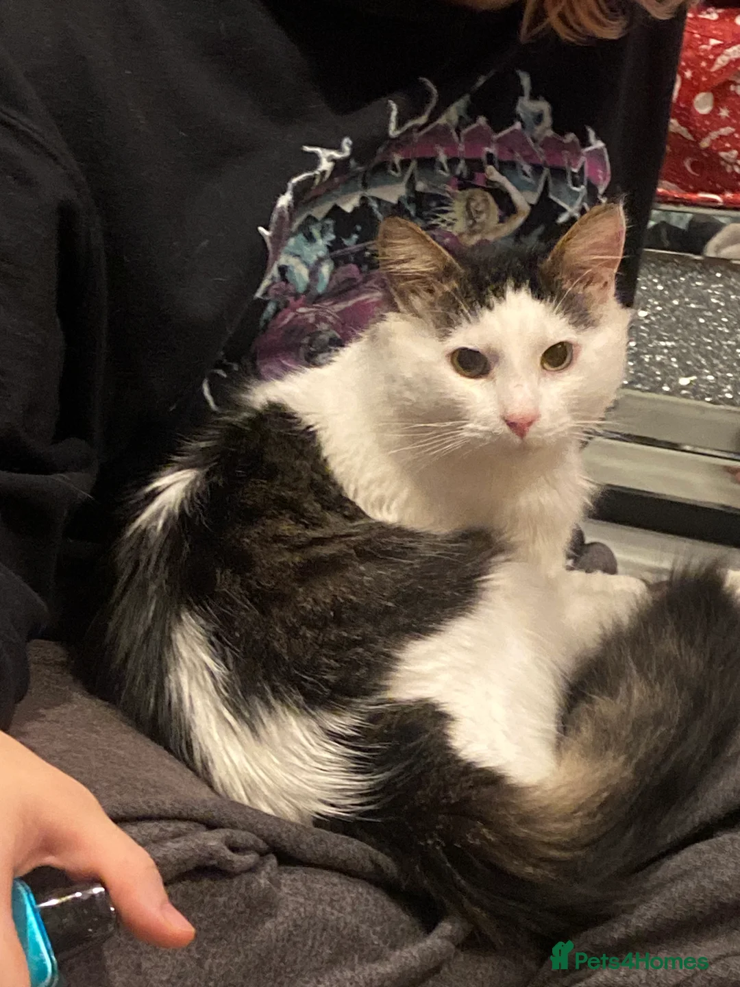 Domestic Shorthair cats for sale: 3 year old male cat - Advert 4