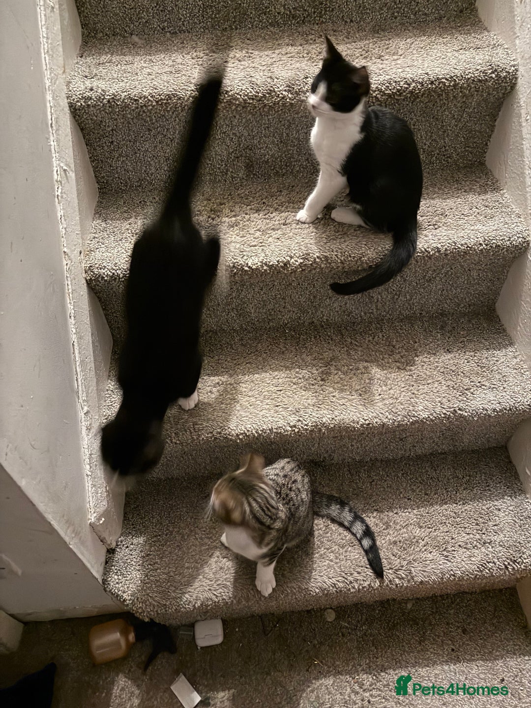 Mixed Breed cats for sale: Kittens  - Advert 4