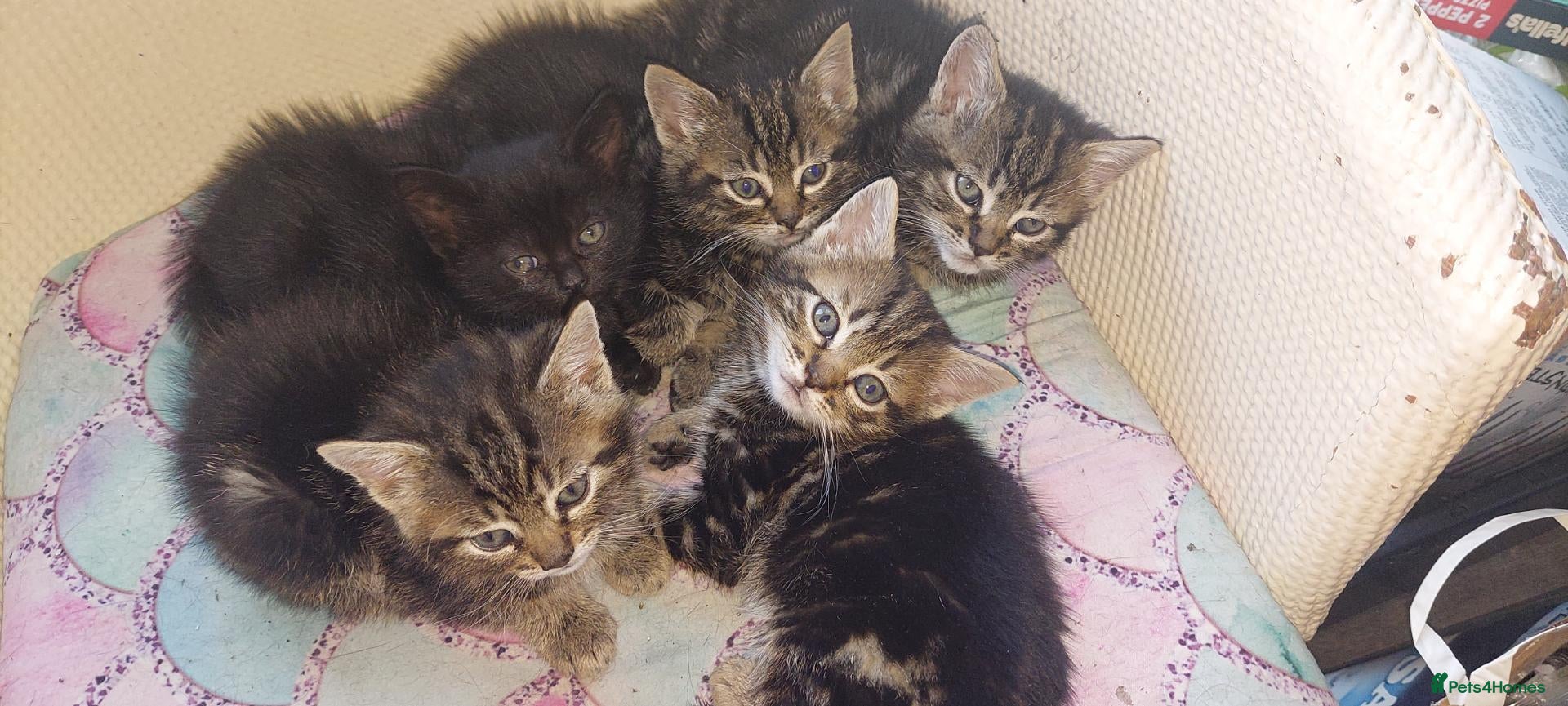 British Shorthair cats Kitten for sale - Advert 1