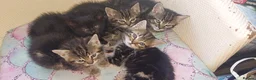 British Shorthair cats for sale: Kitten for sale - Advert 1