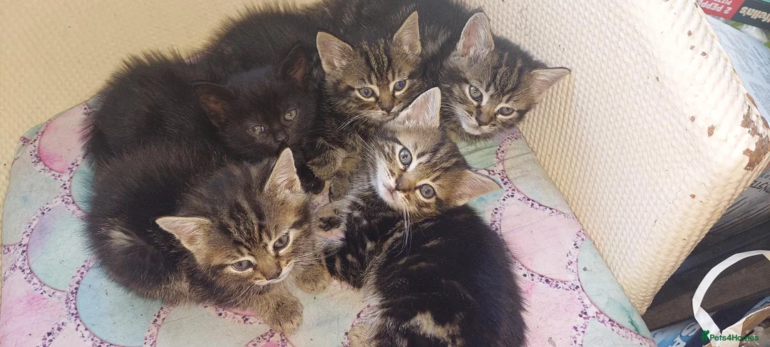 British Shorthair cats for sale: Kitten for sale - Advert 1