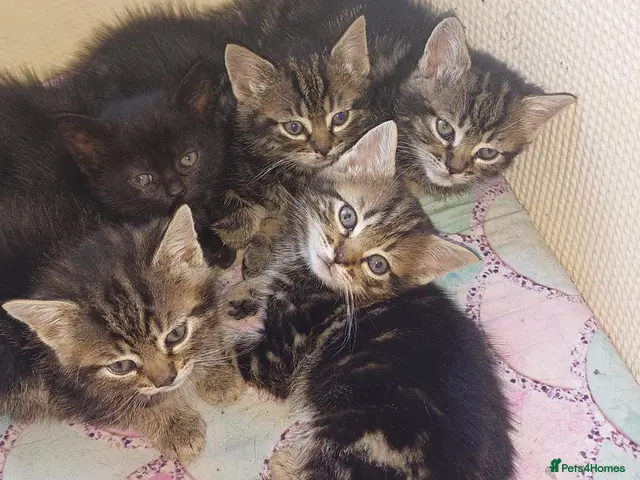 British Shorthair cats Kitten for sale - Advert 5