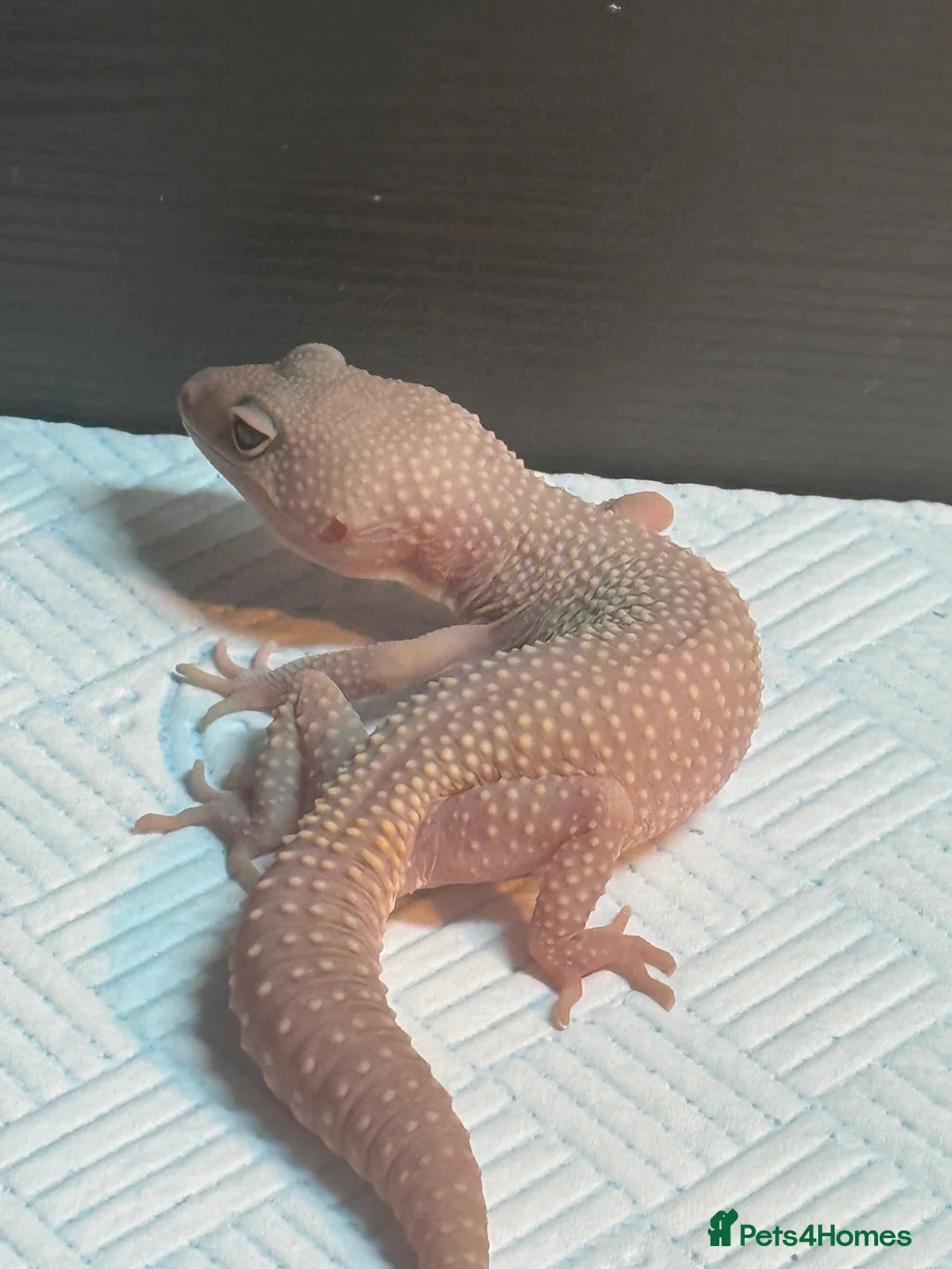 Leopard Gecko reptiles for sale: 2 leopard geckos  - Advert 4