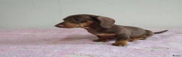 Miniature Dachshund dogs for sale: Stunning miniature dachshund  - Advert 13