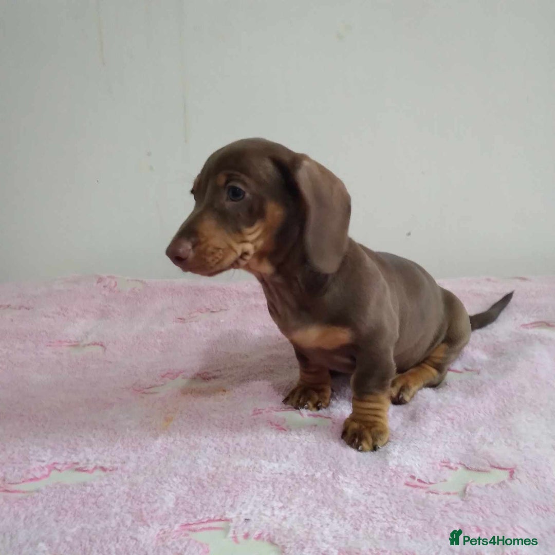 Miniature Dachshund dogs for sale: Stunning miniature dachshund  - Advert 13
