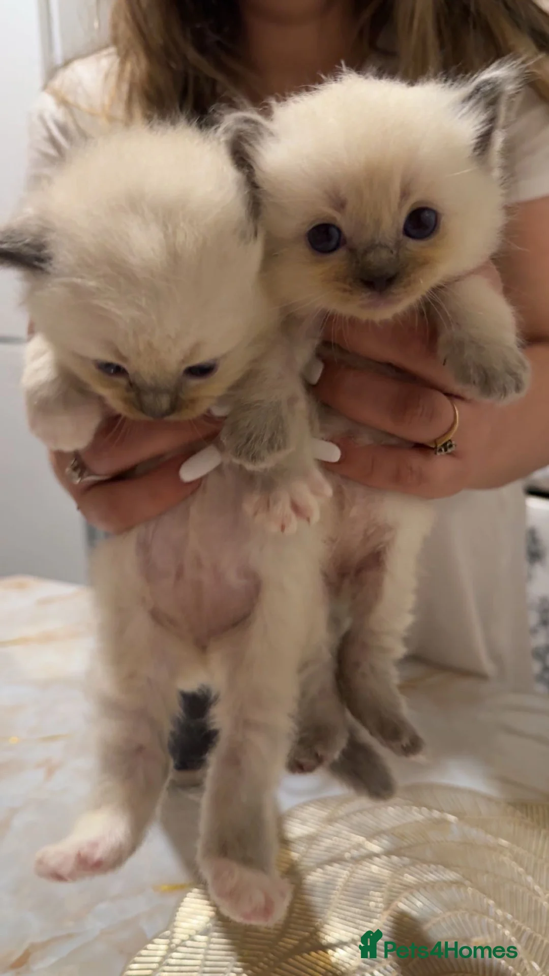 Ragdoll cats for sale: Beautiful ragdoll kittens for sale 💙 - Advert 2