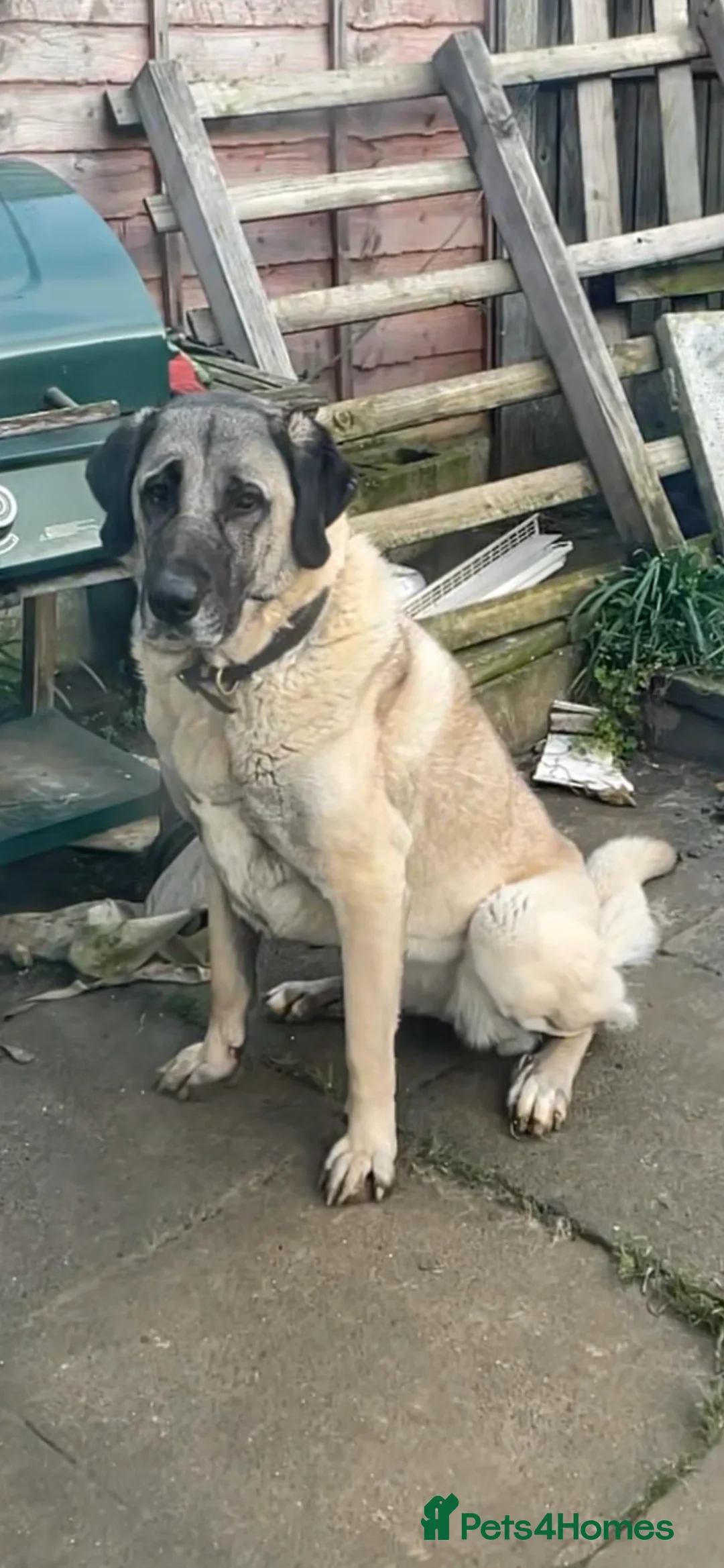 Turkish Kangal dogs for sale: 5 year old pure bread kangal for sale  in London - Advert 5