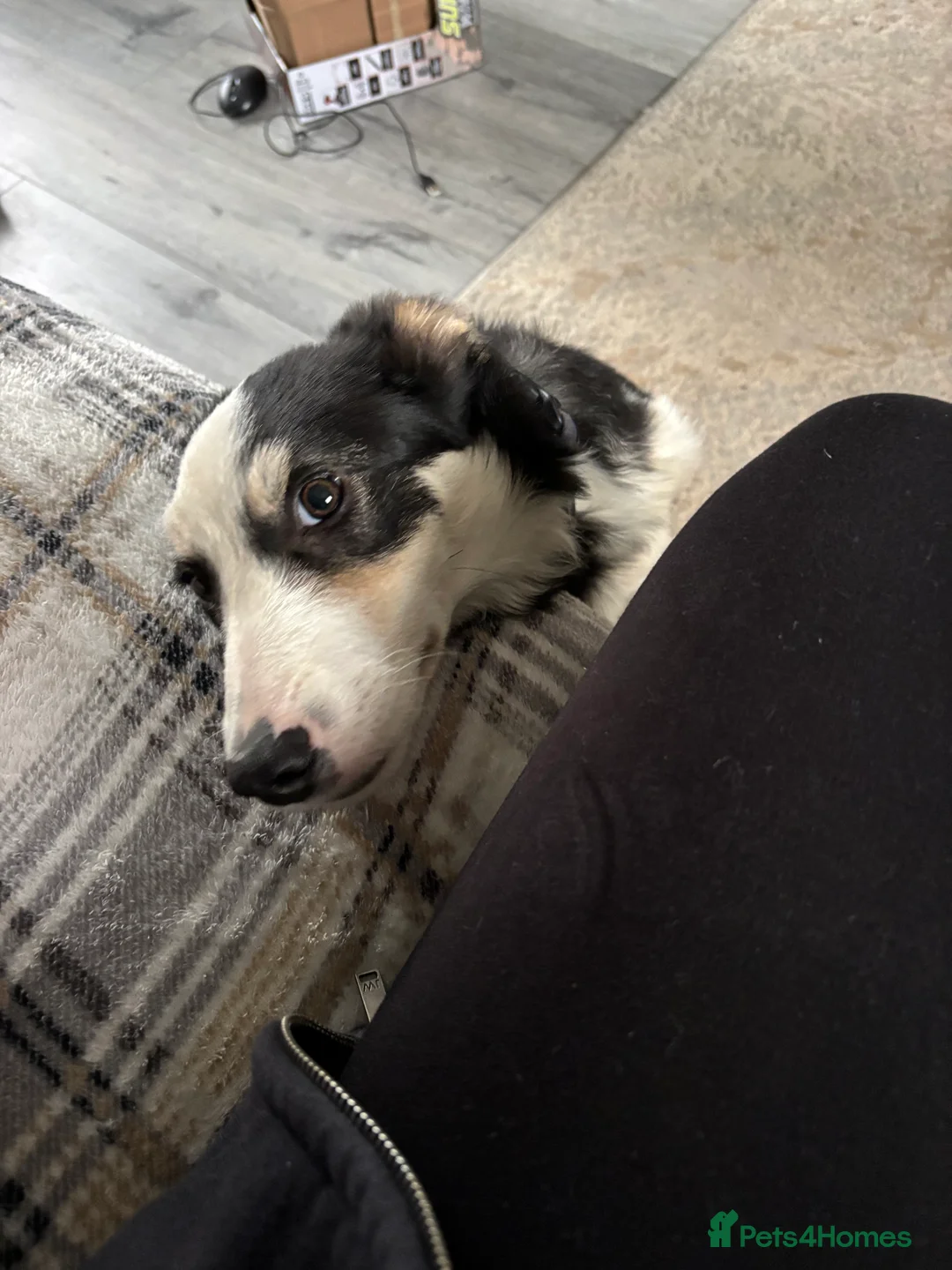 Border Collie dogs for sale: Male border collie  - Advert 6