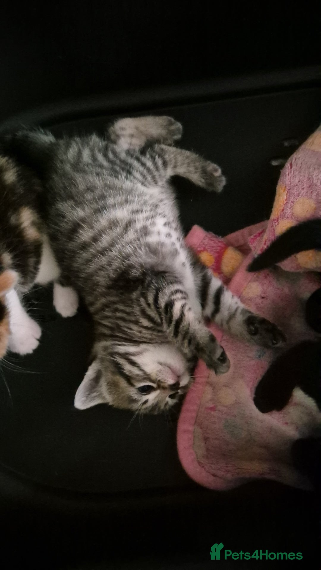 Mixed Breed cats for sale: Kittens for sale - Image 7