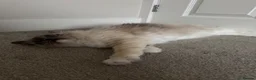 Ragdoll cats for sale: Two GCCF Ragdoll Sisters! PRICE FOR BOTH!  - Advert 16