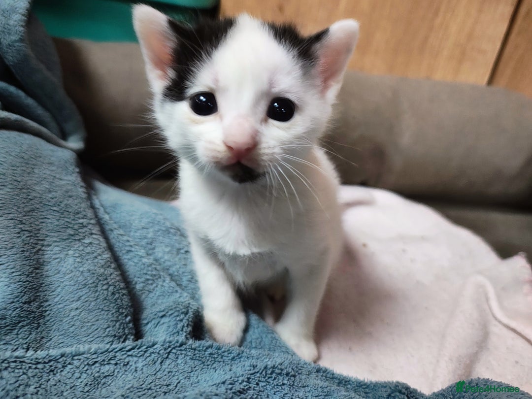 Mixed Breed cats for sale: 8 weeks old Kitten, Female - Image 3