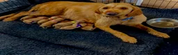 Mixed Breed dogs for sale: Labrador x visla puppies (Visladors) - Advert 8