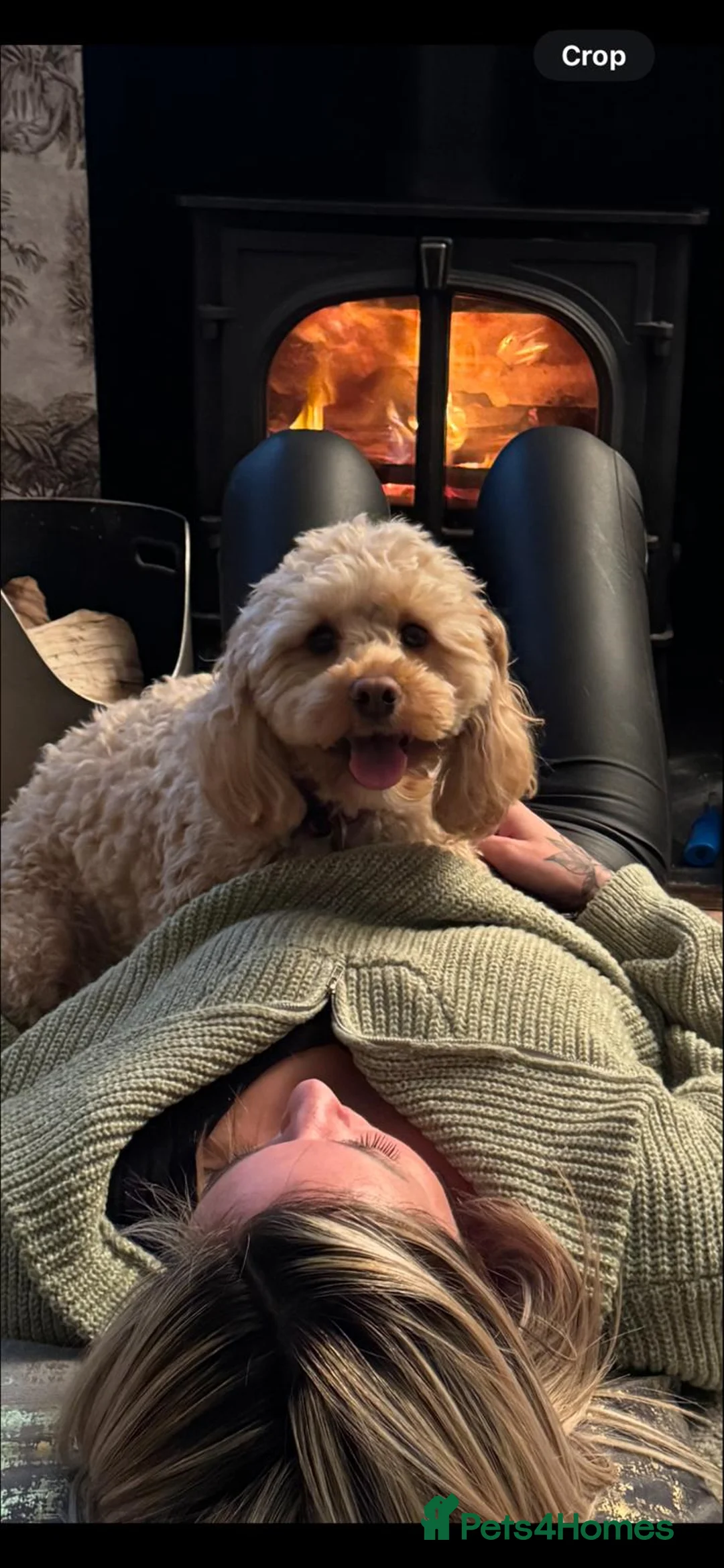 Cockapoo dogs for sale: 7 beautiful tiny cockapoos with the merle gene. - Advert 2