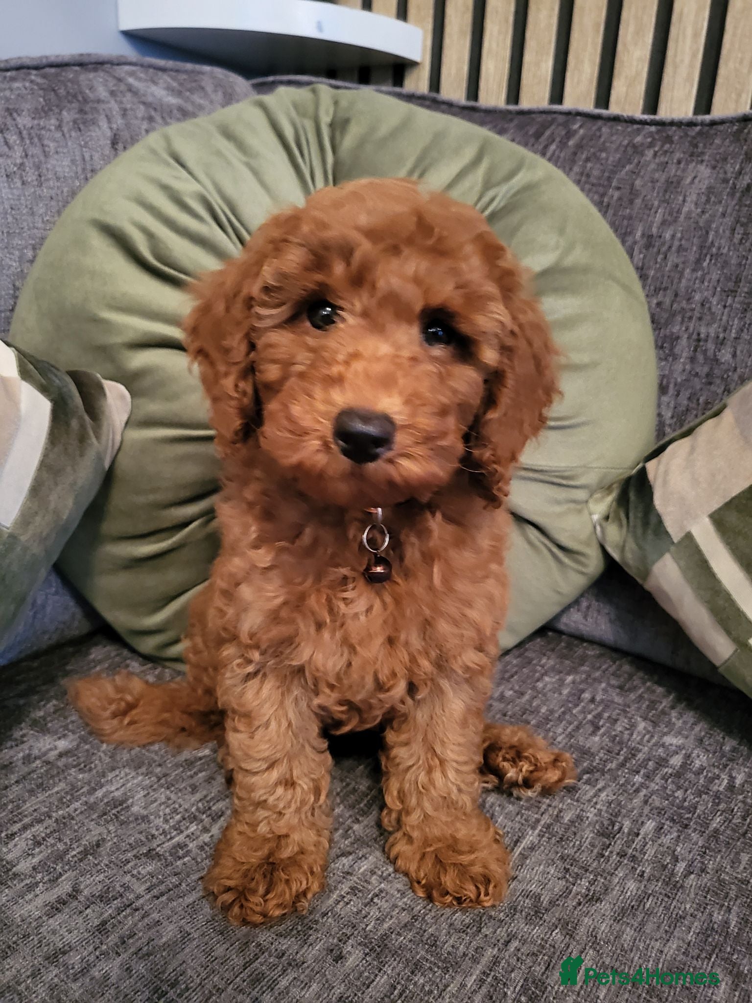 Miniature Poodle dogs KC Registered miniature poodle (last boy) - Advert 1