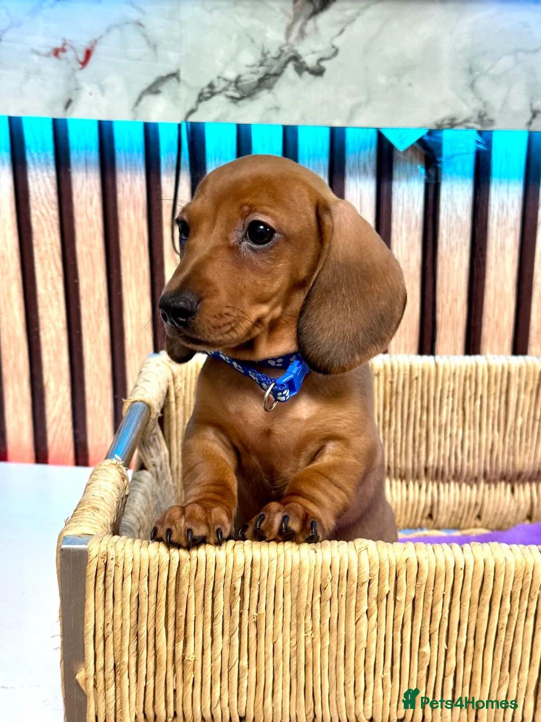 Miniature Dachshund dogs for sale: Last 2 boys miniature dachshund ready to leave now - Advert 11
