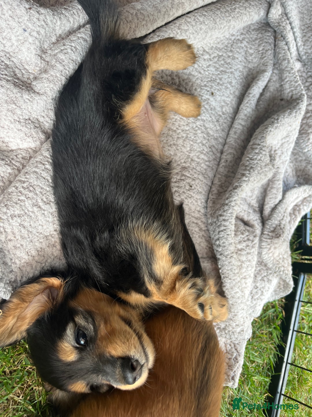 Miniature Dachshund dogs for sale: Miniature Long Haired black & tan bitch - Image 7