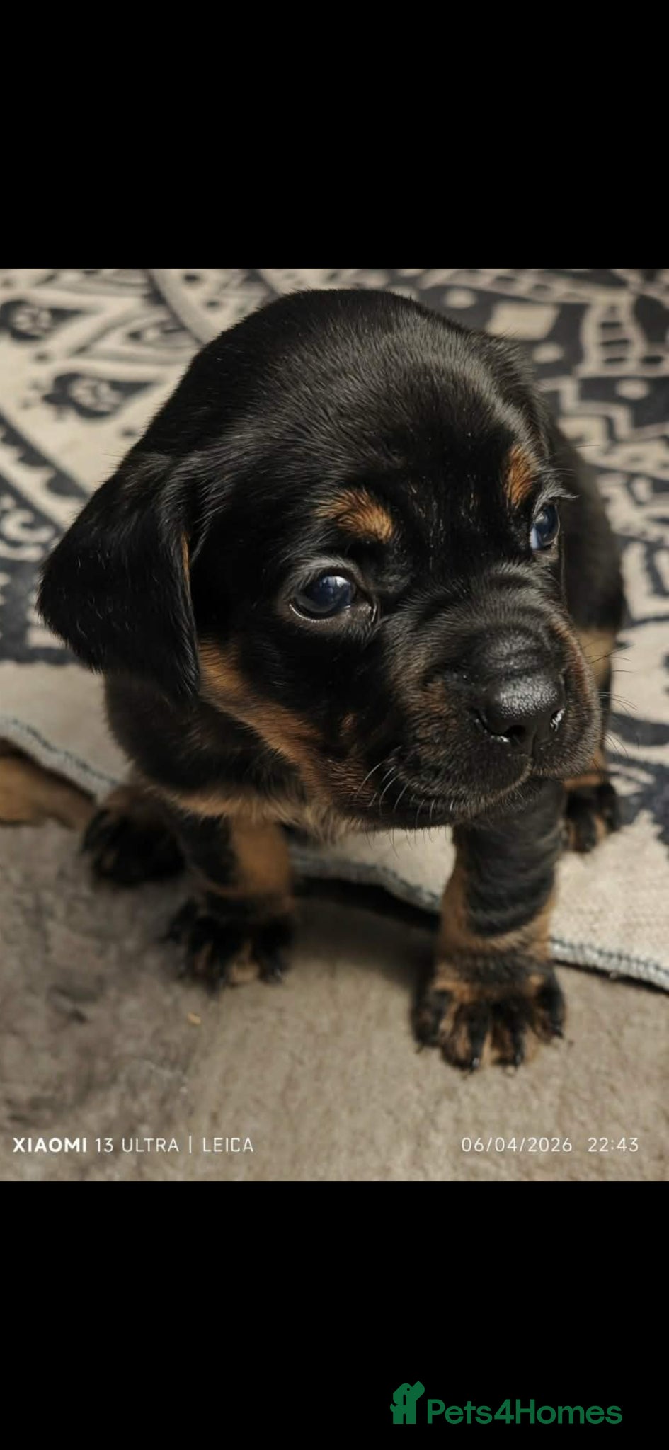 Mixed Breed dogs Frockers  - Advert 21
