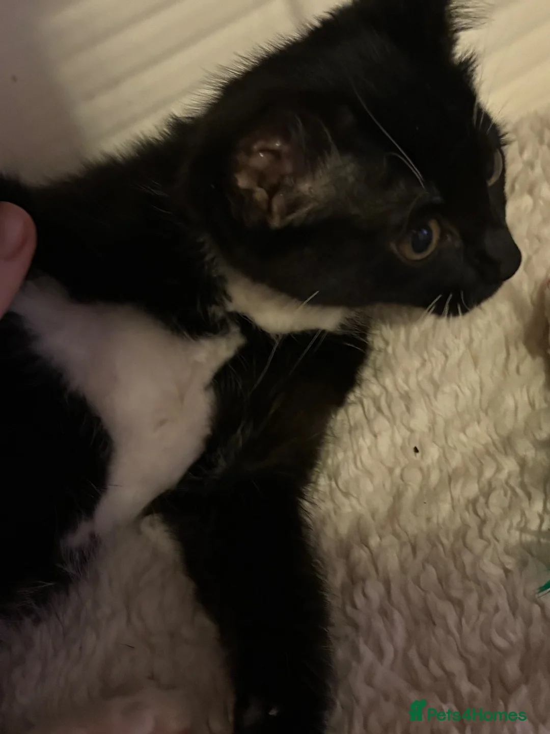 Mixed Breed cats for sale: Gorgeous black and white kitten in Larkhall - Advert 6