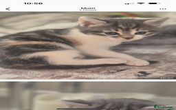 Mixed Breed cats for sale: Beautiful tabby kittens  - Image 1