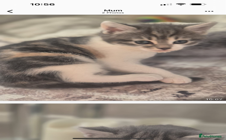 Mixed Breed cats - Advert 13