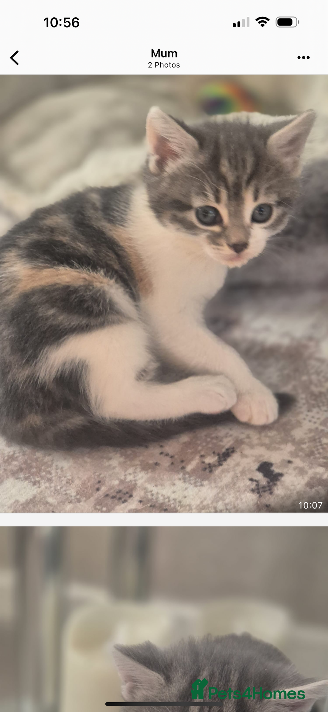 Mixed Breed cats for sale: Beautiful tabby kittens  - Image 1