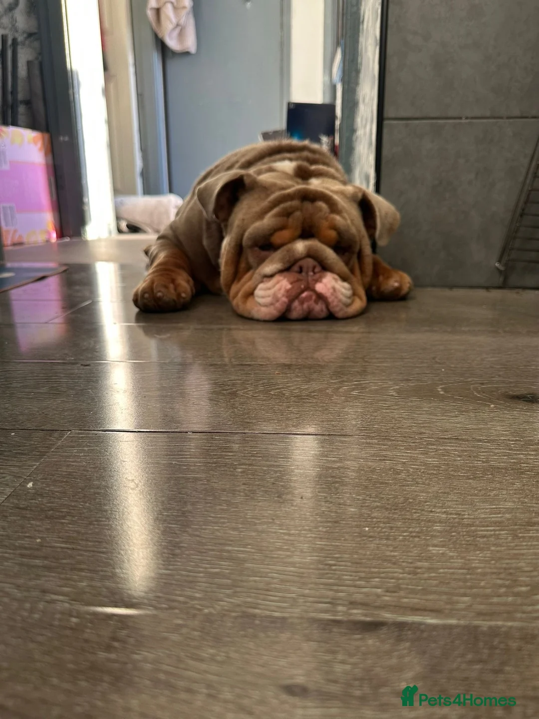 English Bulldog dogs for stud: !!STUD!!  - Advert 6