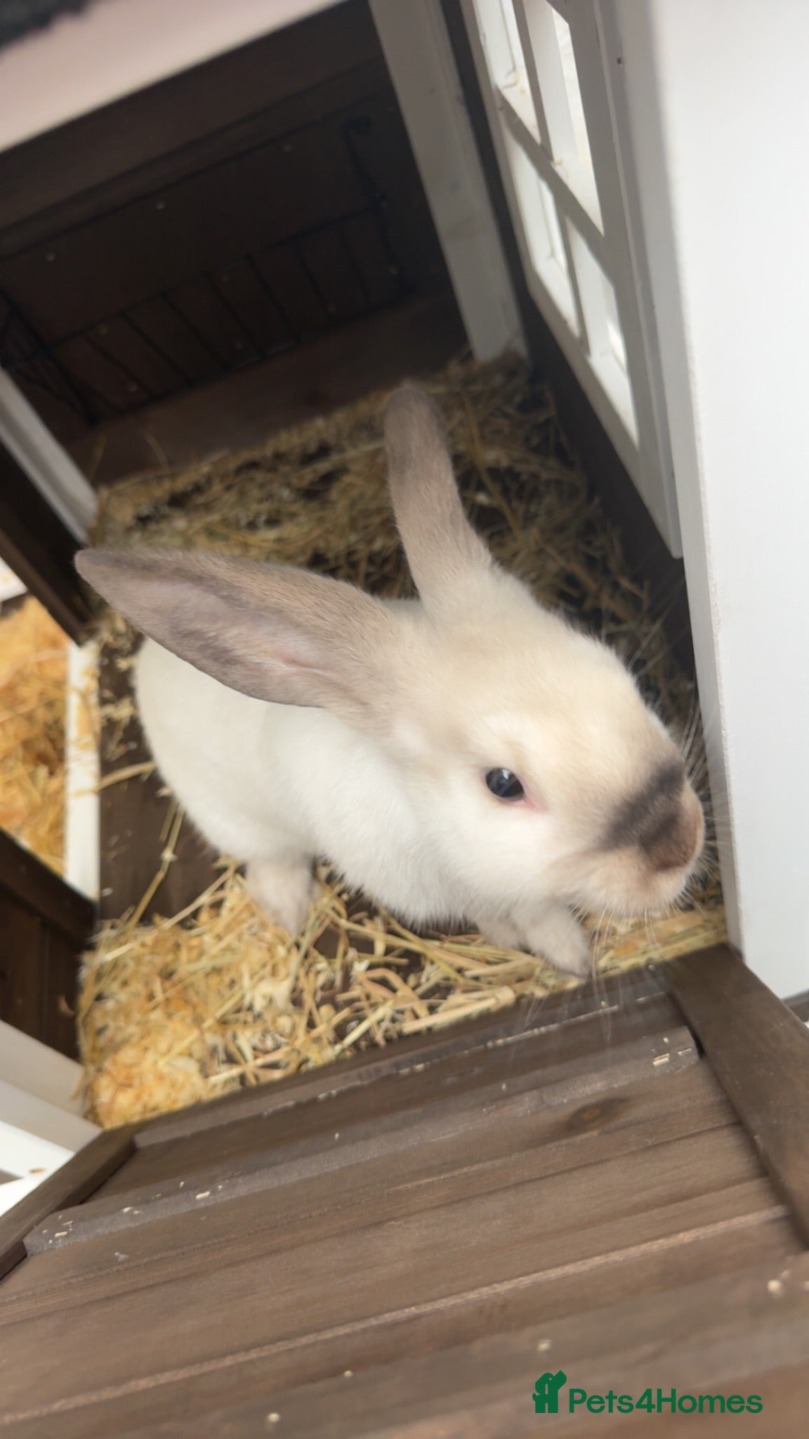 Mixed Breed rabbits     11-Week-Old Rabbit with PawHut Cage - Advert 1